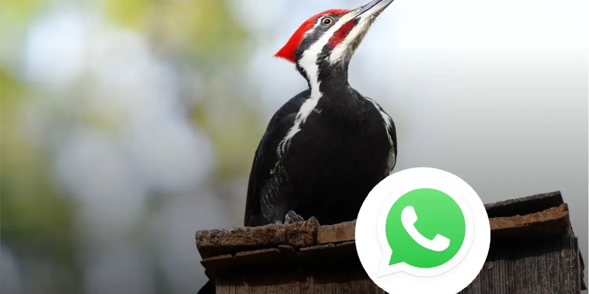 Activa modo pájaro carpintero en WhatsApp y tono de notificaciones Foto: Pixabay