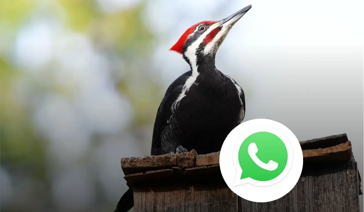 Activa modo pájaro carpintero en WhatsApp y tono de notificaciones Foto: Pixabay