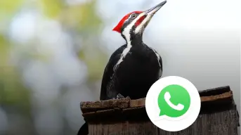 ¿Cómo activar el modo pájaro carpintero por WhatsApp?