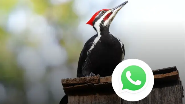 Activa modo pájaro carpintero en WhatsApp y tono de notificaciones Foto: Pixabay