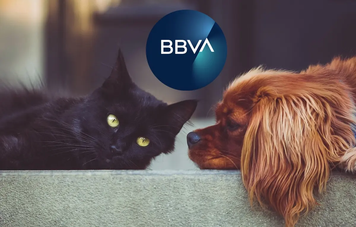 Seguro de mascotas en BBVA; ¿Cuánto cuesta y qué beneficios ofrece?