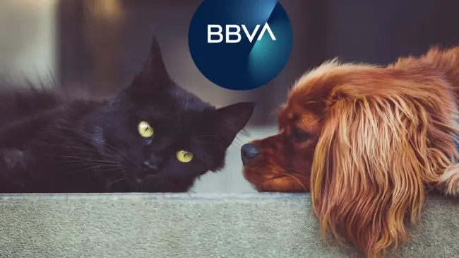 El seguro para mascotas brinda protección para tu gato o perro a precio accesible. Edición de foto: TBN