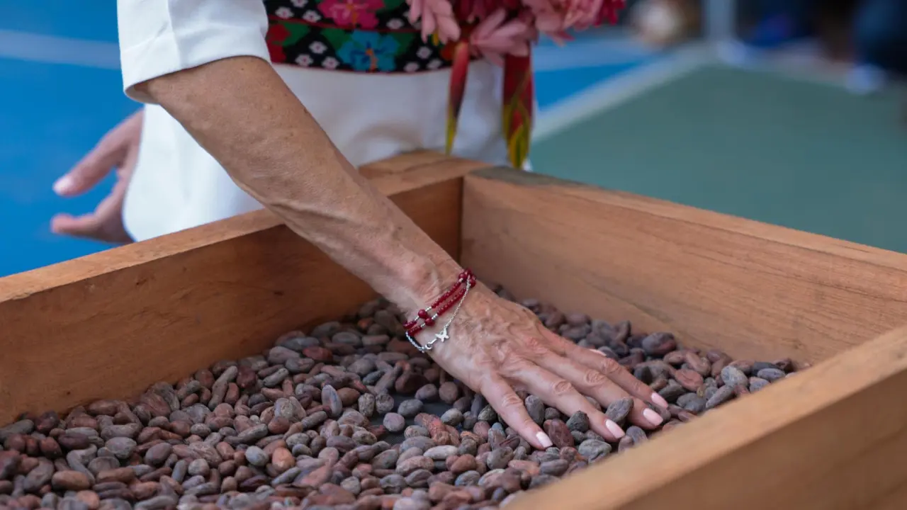 Claudia Sheinbaum: El cacao de Tabasco será el nuevo sabor de México en las Tiendas de Bienestar.