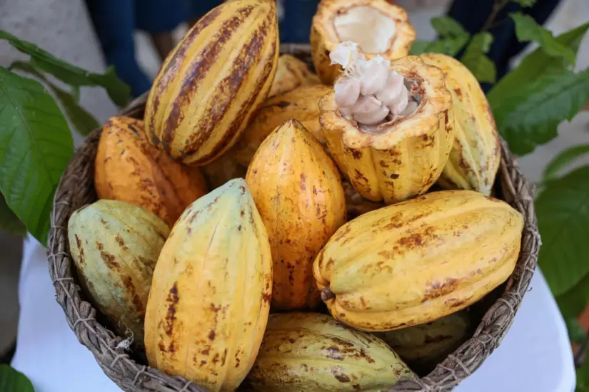 Con el programa Sembrando Vida, la producción de cacao será procesada y comercializada a través de Alimentación para el Bienestar. Producción agroecológica y comercio justo.