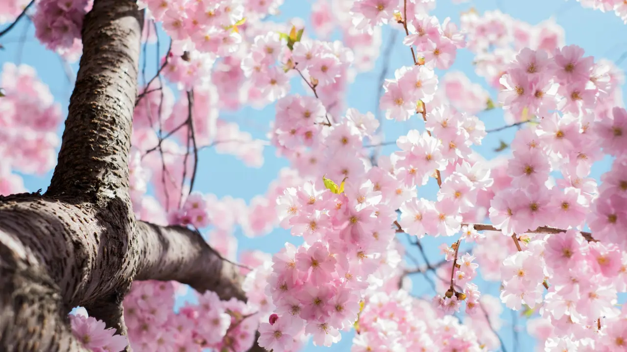 La primavera ha llegado, celebra con estas bonitas frases que tenemos para ti. Foto: Unsplash.