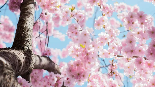 La primavera ha llegado, celebra con estas bonitas frases que tenemos para ti. Foto: Unsplash.