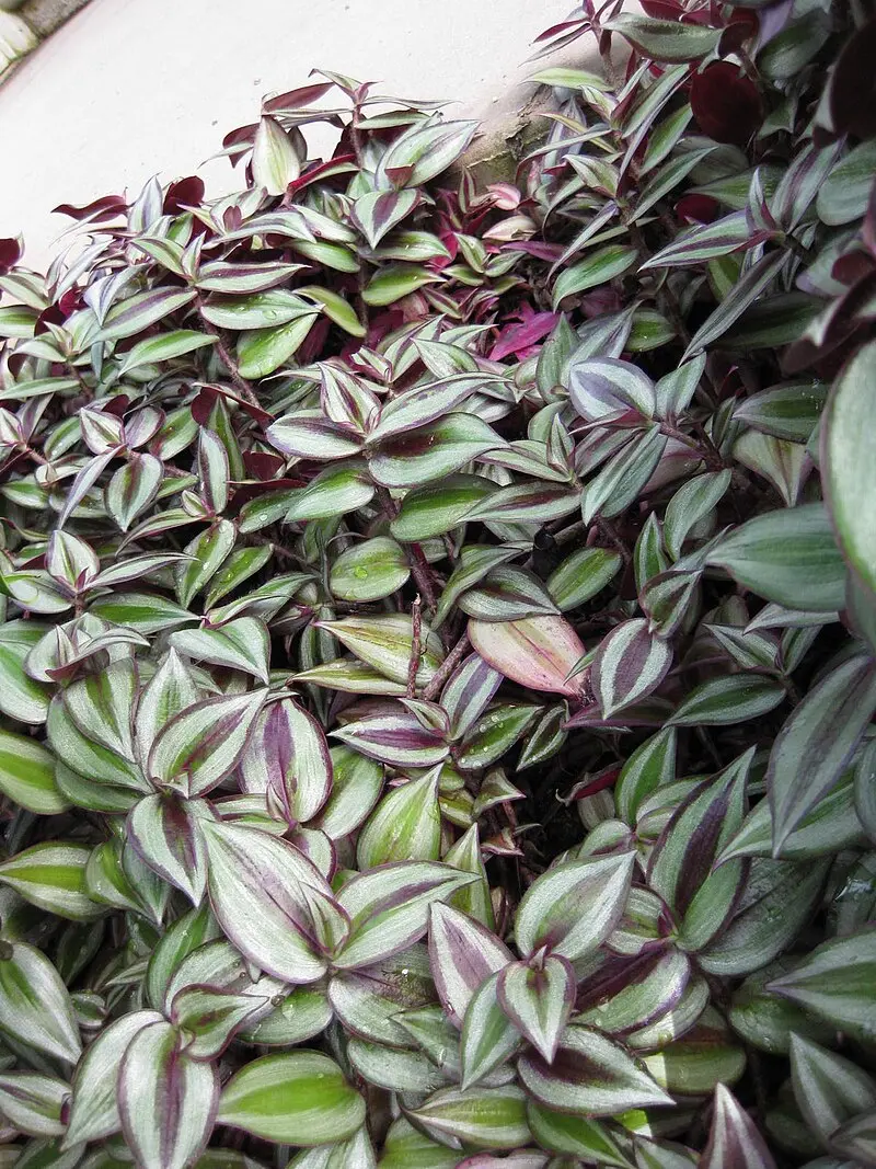 Planta de Matalí Foto: Wikipedia