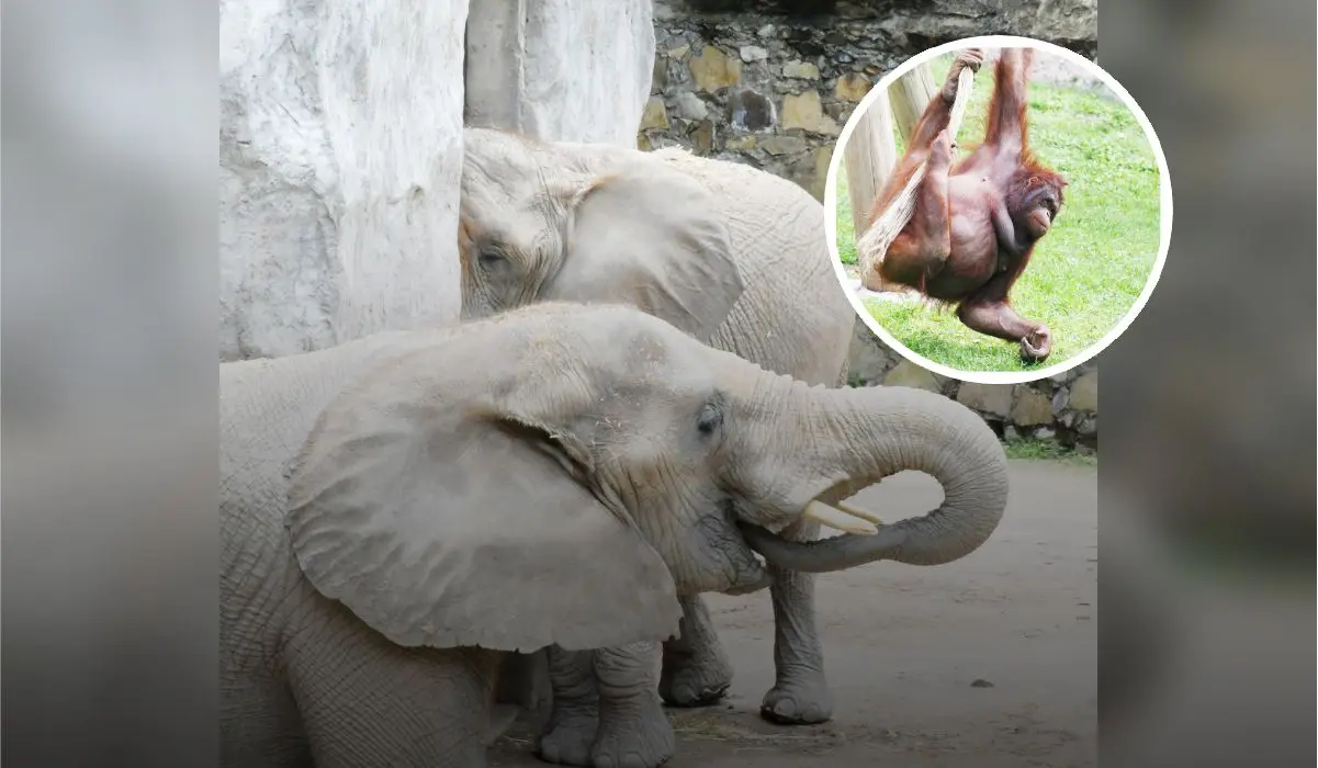 A solo $37 visitantes pueden entrar al Zoológico de Guadalajara por festejo de su aniversario Foto: Zoológico de Guadalajara oficial