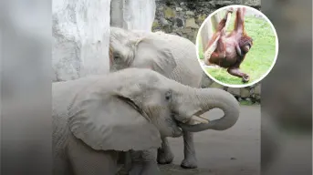 Zoológico de Guadalajara: entrada a menos de $40 pesos por aniversario, ¿hasta cuándo?