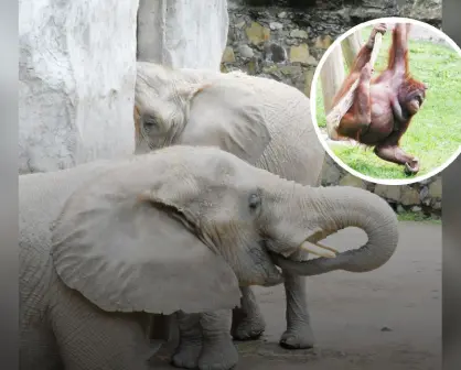 Zoológico de Guadalajara: entrada a menos de $40 pesos por aniversario, ¿hasta cuándo?