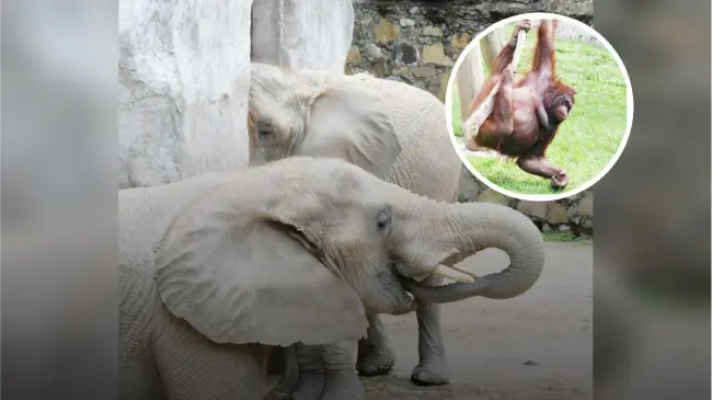 A solo $37 visitantes pueden entrar al Zoológico de Guadalajara por festejo de su aniversario Foto: Zoológico de Guadalajara oficial