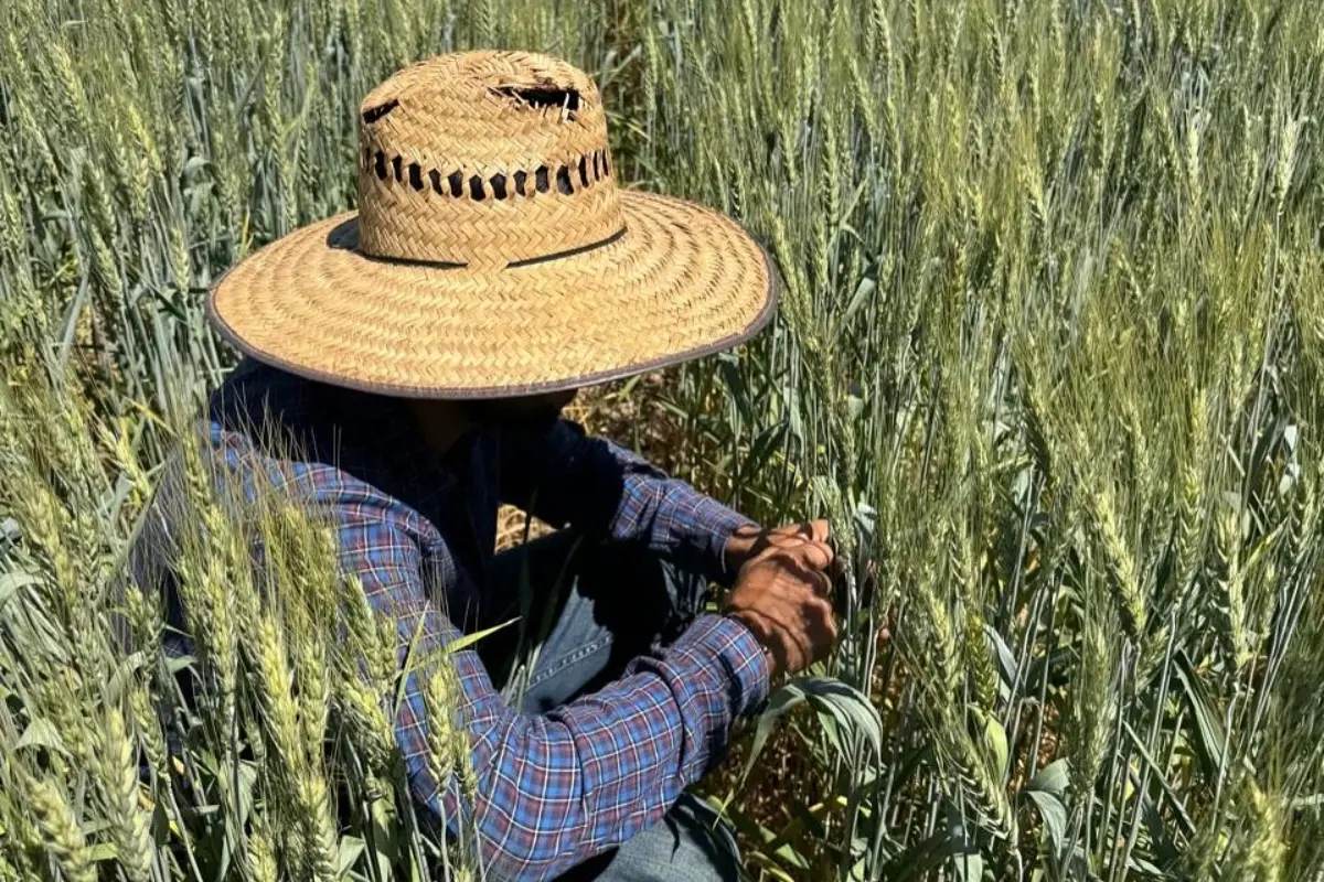 El gobierno de Sinaloa reconoció que falta entregar sus apoyos a 661 productores de trigo (27.79%).