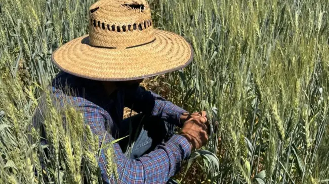 El gobierno de Sinaloa reconoció que falta entregar sus apoyos a 661 productores de trigo (27.79%).