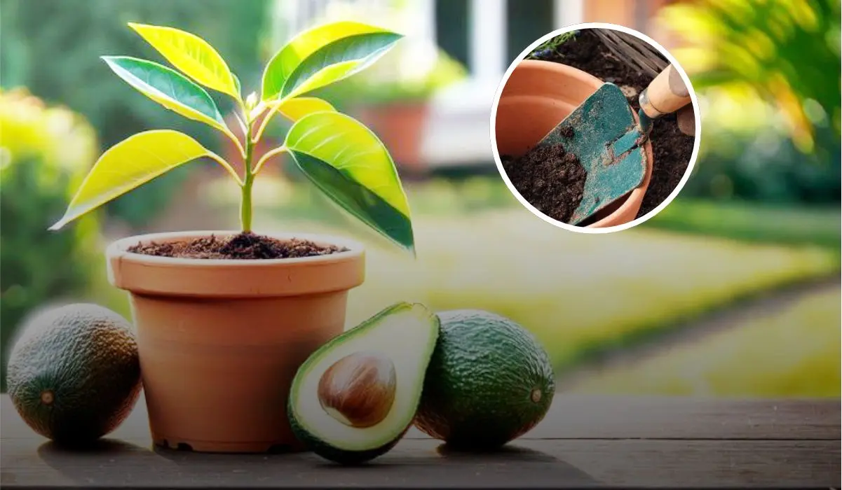 Cultivar aguacates en macetas