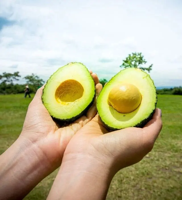 Cultiva tus propios aguacates. Foto: Pinterest