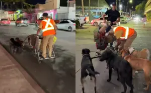 ¡Paseo perruno con propósito! Hombre promueve la adopción de perritos mediante trineo del amor en Baja California Sur