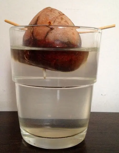 Germinar una semilla de aguacate. Foto: Pinterest
