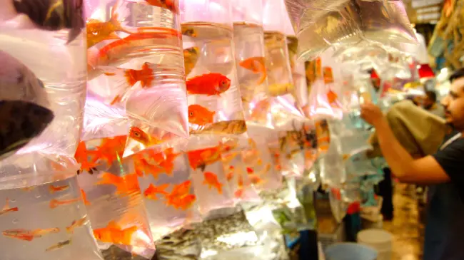 Estos son los detalles del Mercado de Peces de la Morelos en CDMX. Foto: Gobierno de México.