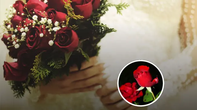 En que momento regalar 20 rosas en el mes de abril Foto: Pixabay
