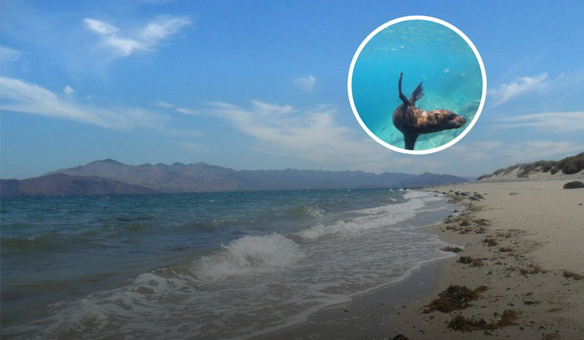 Cuatro playas con libre acceso que visitar en Baja Claifornia Foto: Tripavisor