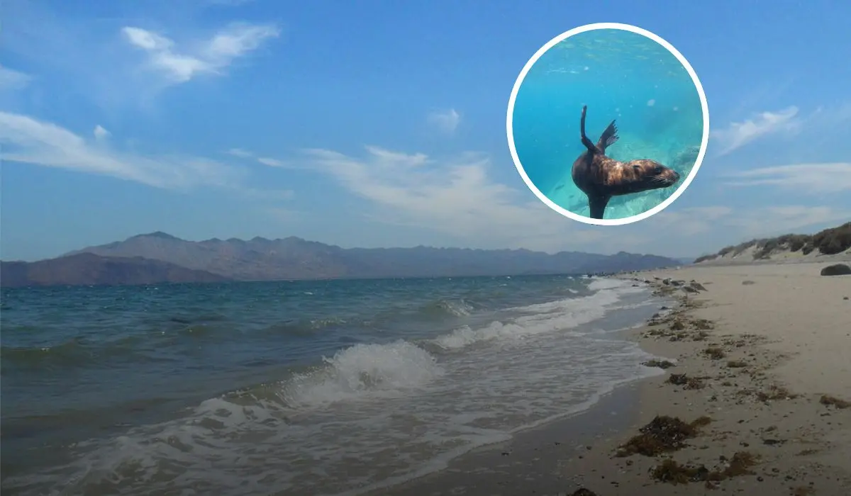 Cuatro playas con libre acceso que visitar en Baja Claifornia Foto: Tripavisor
