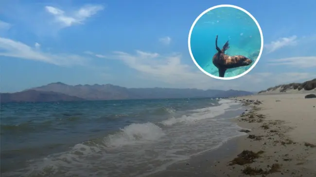 Cuatro playas con libre acceso que visitar en Baja Claifornia Foto: Tripavisor