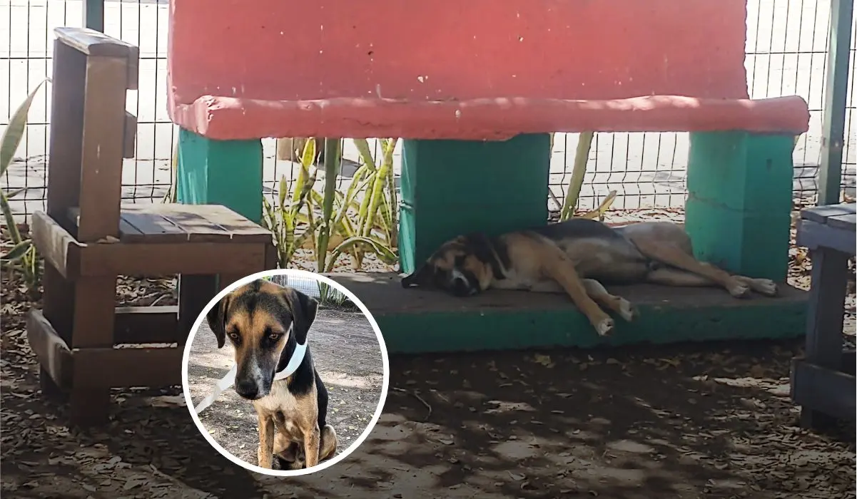 De “Flaco” a “Paco”: La historia de solidaridad y empatía que rescató a un perrito y lo convirtió en el fiel guardián del parque La Florida en Culiacán. Foto: Juan Madrigal