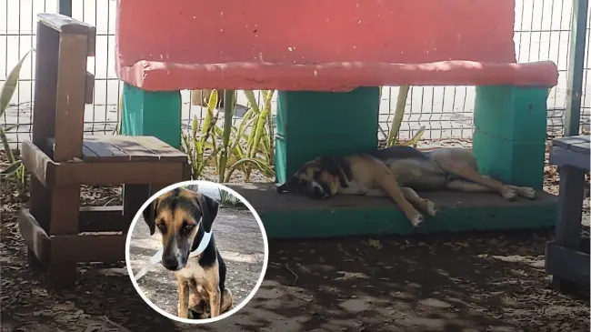 De “Flaco” a “Paco”: La historia de solidaridad y empatía que rescató a un perrito y lo convirtió en el fiel guardián del parque La Florida en Culiacán. Foto: Juan Madrigal