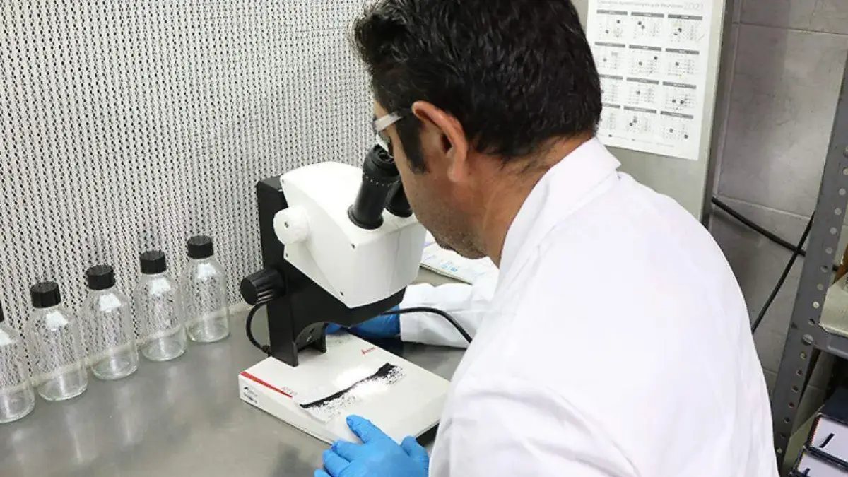 Se utilizará la batería de la Wolbachia para reducir casos de dengue. Foto: Cortesía / UABCS