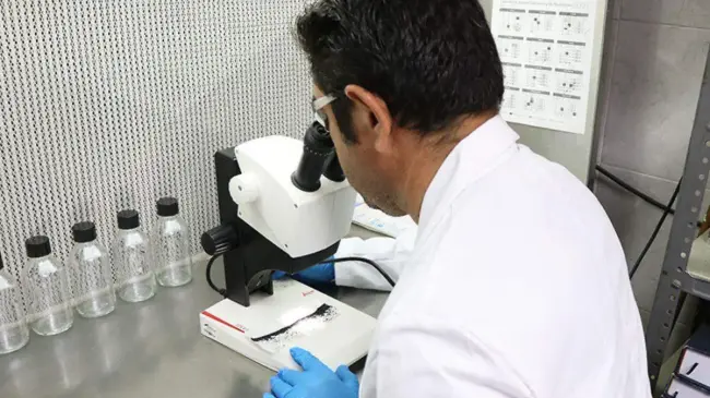 Se utilizará la batería de la Wolbachia para reducir casos de dengue. Foto: Cortesía / UABCS
