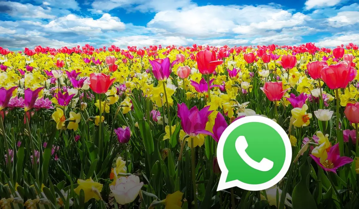 Recibe la primavera activando este modo en WhatsApp Foto: Pixabay