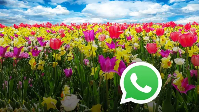 Recibe la primavera activando este modo en WhatsApp Foto: Pixabay
