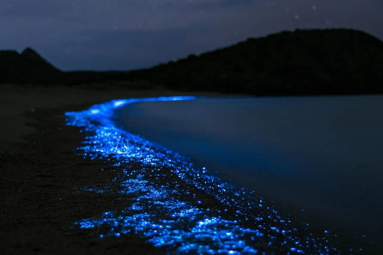 Estos son los detalles acerca de la bioluminiscencia en Baja California Sur. Foto: Unsplash.