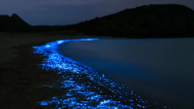 Estos son los detalles acerca de la bioluminiscencia en Baja California Sur. Foto: Unsplash.