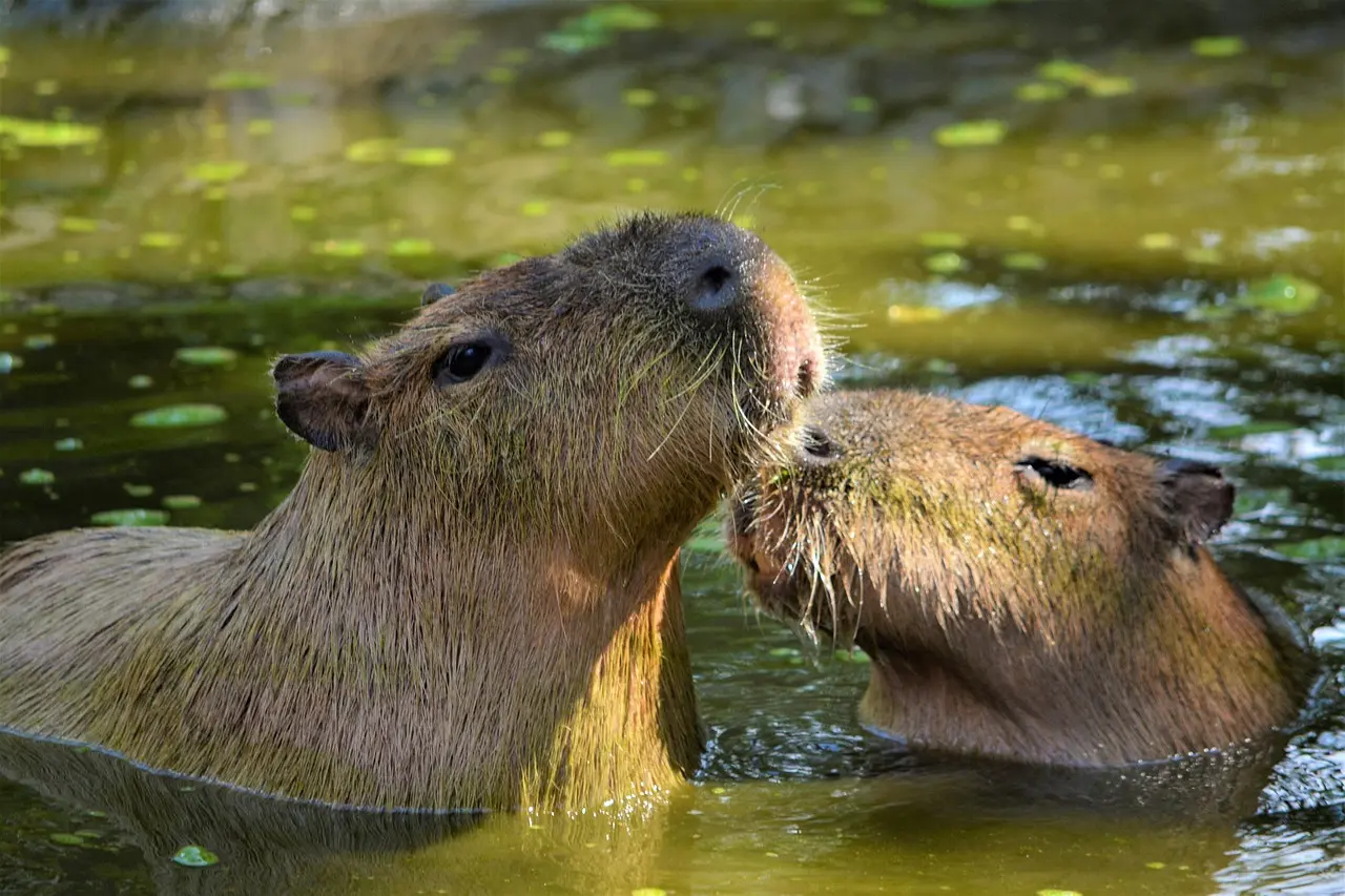 Los capibaras han causado mucha ternura en internet por su actitud de calma. Foto: Pixabay