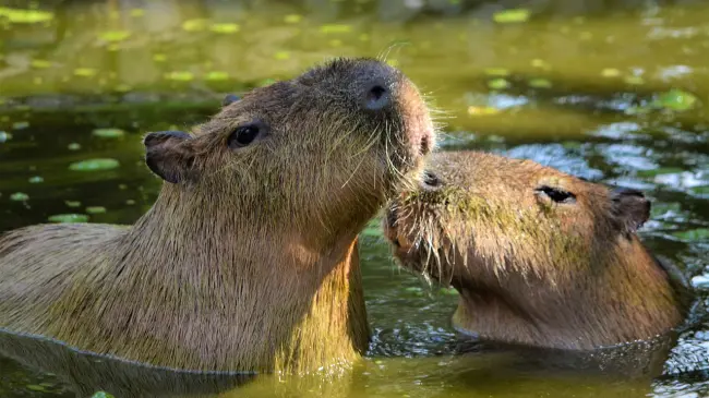 Los capibaras han causado mucha ternura en internet por su actitud de calma. Foto: Pixabay