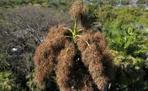 Admira la etapa final de la palmera Talipot en Jardín Botánico Culiacán
