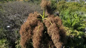 Admira la etapa final de la palmera Talipot en Jardín Botánico Culiacán
