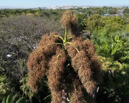 Admira la etapa final de la palmera Talipot en Jardín Botánico Culiacán
