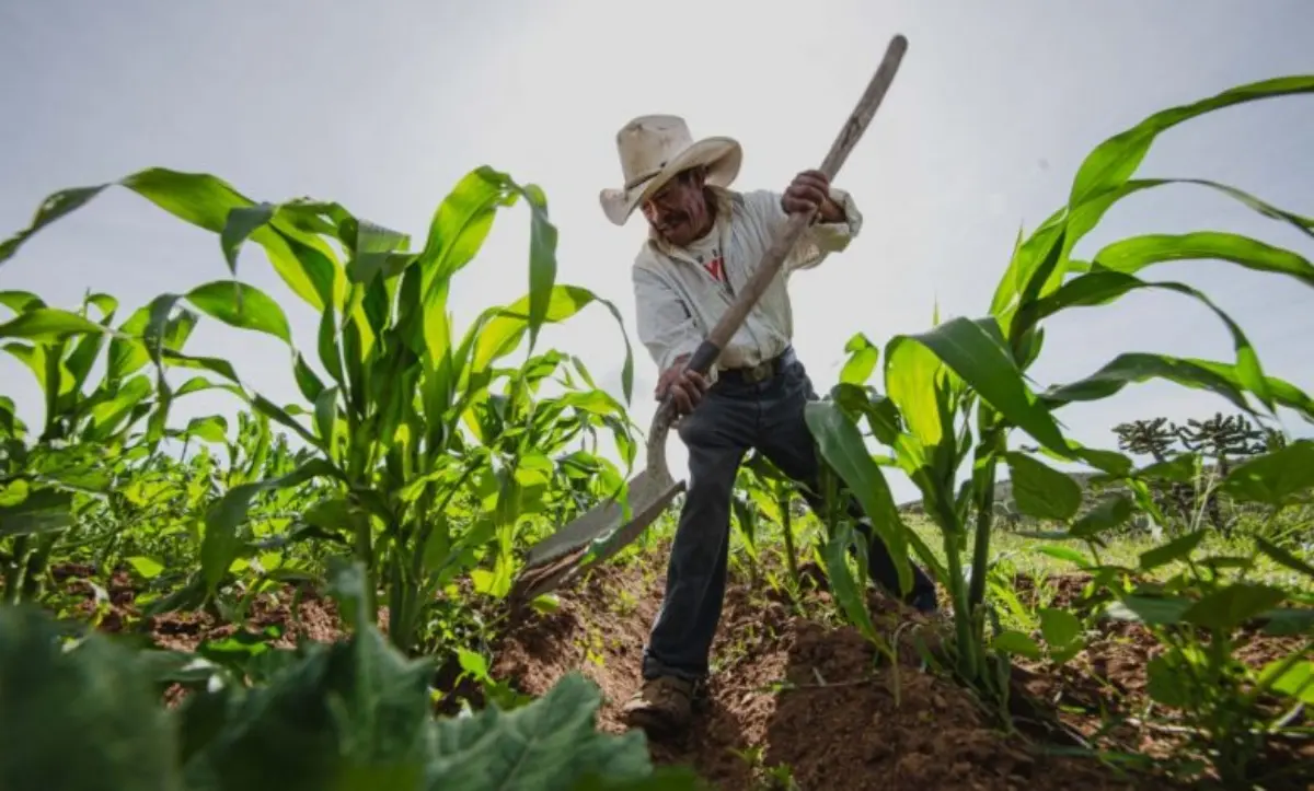 México busca garantizar la autosuficiencia alimentaria. Foto: Sader