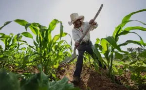 Sader presenta plan para fortalecer agricultura y autosuficiencia alimentaria en México