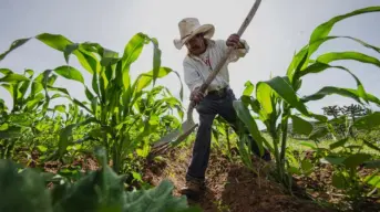 Sader presenta plan para fortalecer agricultura y autosuficiencia alimentaria en México