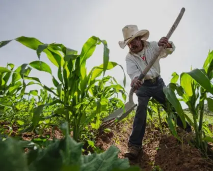 Sader presenta plan para fortalecer agricultura y autosuficiencia alimentaria en México