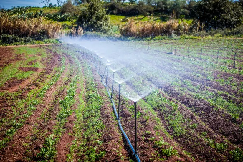 Sader presenta plan para fortalecer agricultura y autosuficiencia alimentaria en México Con este plan se busca garantizar la autosuficiencia alimentaria en México. Foto: Agricultural Water Summit