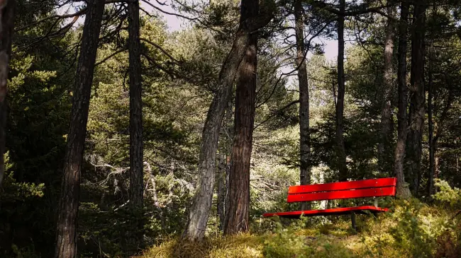 Banco Rojo en un bosque. Foto. Pixabay.