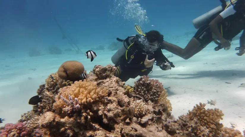 Buceo en Cabo Pulmo en Baja California Sur. Foto: Pixabay Buceo en Cabo Pulmo en Baja California Sur. Foto: Pixabay.