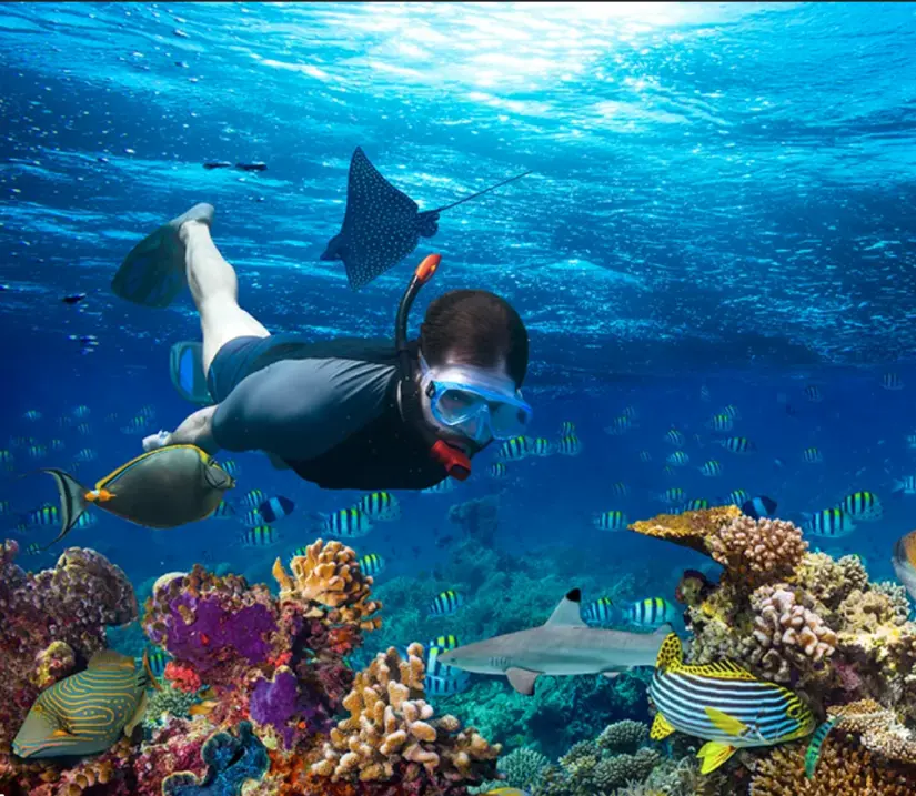 Buceo en Cabo Pulmo en Baja California Sur. Foto: cortesía Buceo en Cabo Pulmo en Baja California Sur. Foto: cortesía.