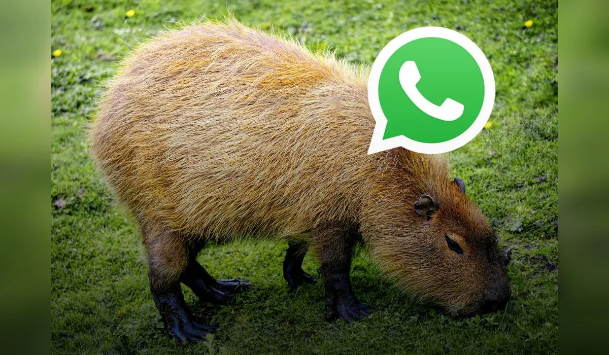 Aprende a como activar el modo capibara en WhatsAPP