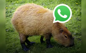 Cómo activar el modo capibara en WhatsApp: aquí el paso a paso