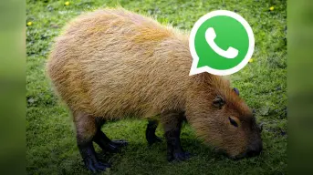 Cómo activar el modo capibara en WhatsApp: aquí el paso a paso